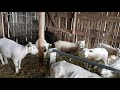 Let's Talk Texel Sheep