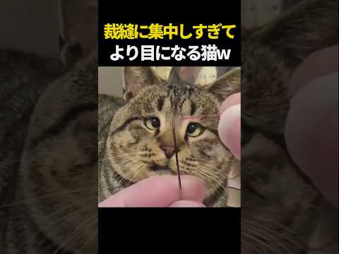 裁縫に集中しすぎて寄り目になる猫w