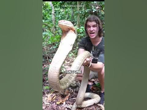 King Cobra 🐍 | King of Snakes - YouTube