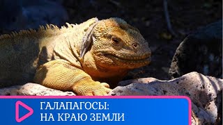 МОРСКИЕ ИГУАНЫ, ГОЛУБОНОГИЕ ОЛУШИ И СЛОНОВЫЕ ЧЕРЕПАХИ. Галапагосы: на краю земли. Семейный канал