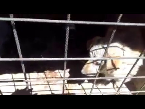 საქართველო, ხაშური, შ.პ.ს. \"სავანეს\" ძაღლების თავშესაფარი. 12 მაისი 2017 წელი.