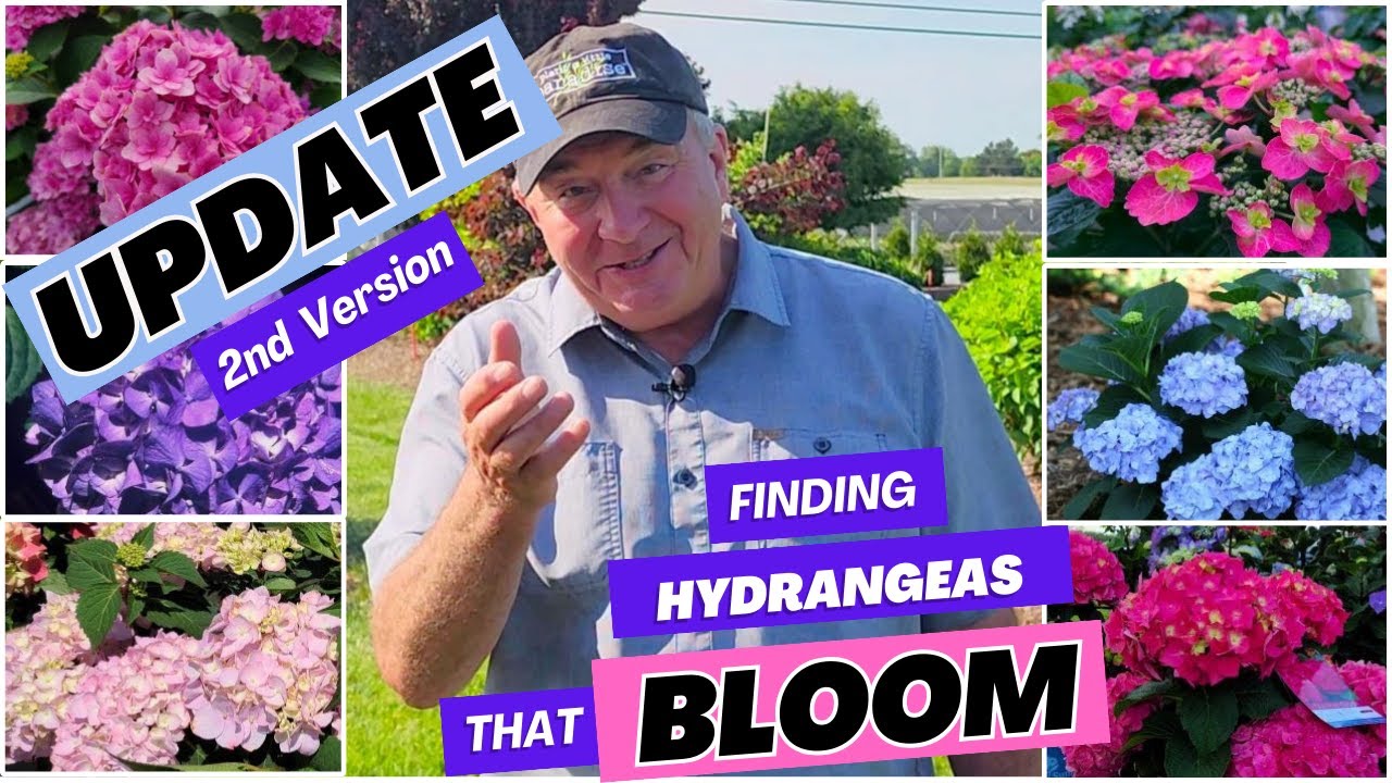 Finding Hydrangeas That Bloom - Update (2nd Video) Featuring Trial Results of the BEST 13 Selections