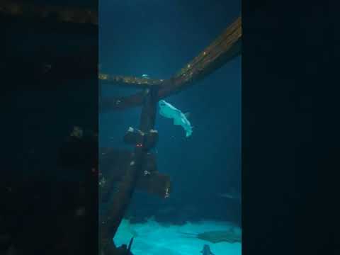 Видео: Гмуркане с акули в Лас Вегас в аквариума Shark Reef