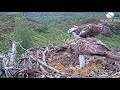 Garry LV0 brings Aurora 536 a fish then both depart the Loch Arkaig Osprey nest 18 Jun 2026