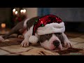 Buone Feste 2024 (cani e gatti Natalizi)