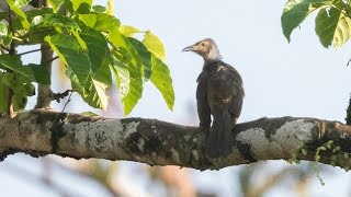 cikukua seram, burung Isap madu yang sangat besar dengan paruh panjang seperti belati