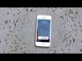 Zato mravi krue oko mobilnog