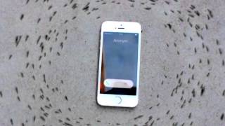 Zašto mravi kruže oko mobilnog