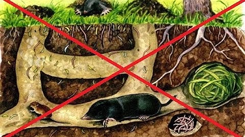 How to Catch a Mole Simple and fast A method that works very well Как поймать крота