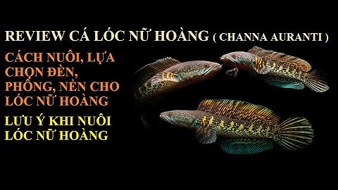 Cá cảnh An An | Giới thiệu Cá Lóc Nữ Hoàng ( Channa Aurantimaculata ) #cacanhanan