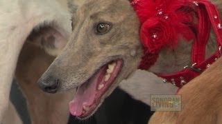 Looking for a new family pet? April is National Adopt a Greyhound Month