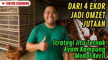 DARI 4 INDUKAN JADI OMZET JUTAAN! Strategi Jitu Ternak Ayam Kampung Modal Kecil 2025
