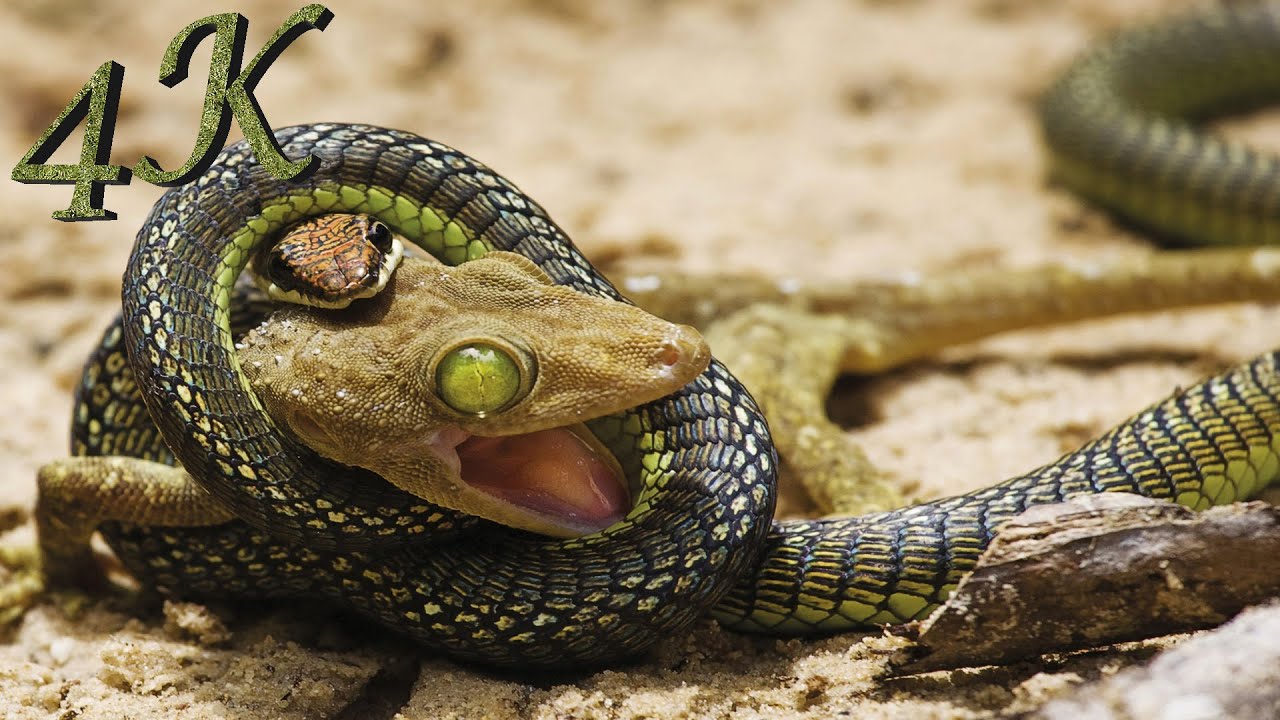 Wildlife II 4K (Demo) - 4K Central