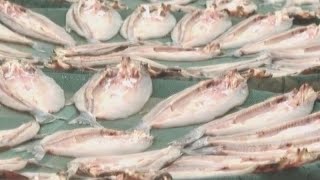 Download Lagu Massive dried fish form a unique view MP3