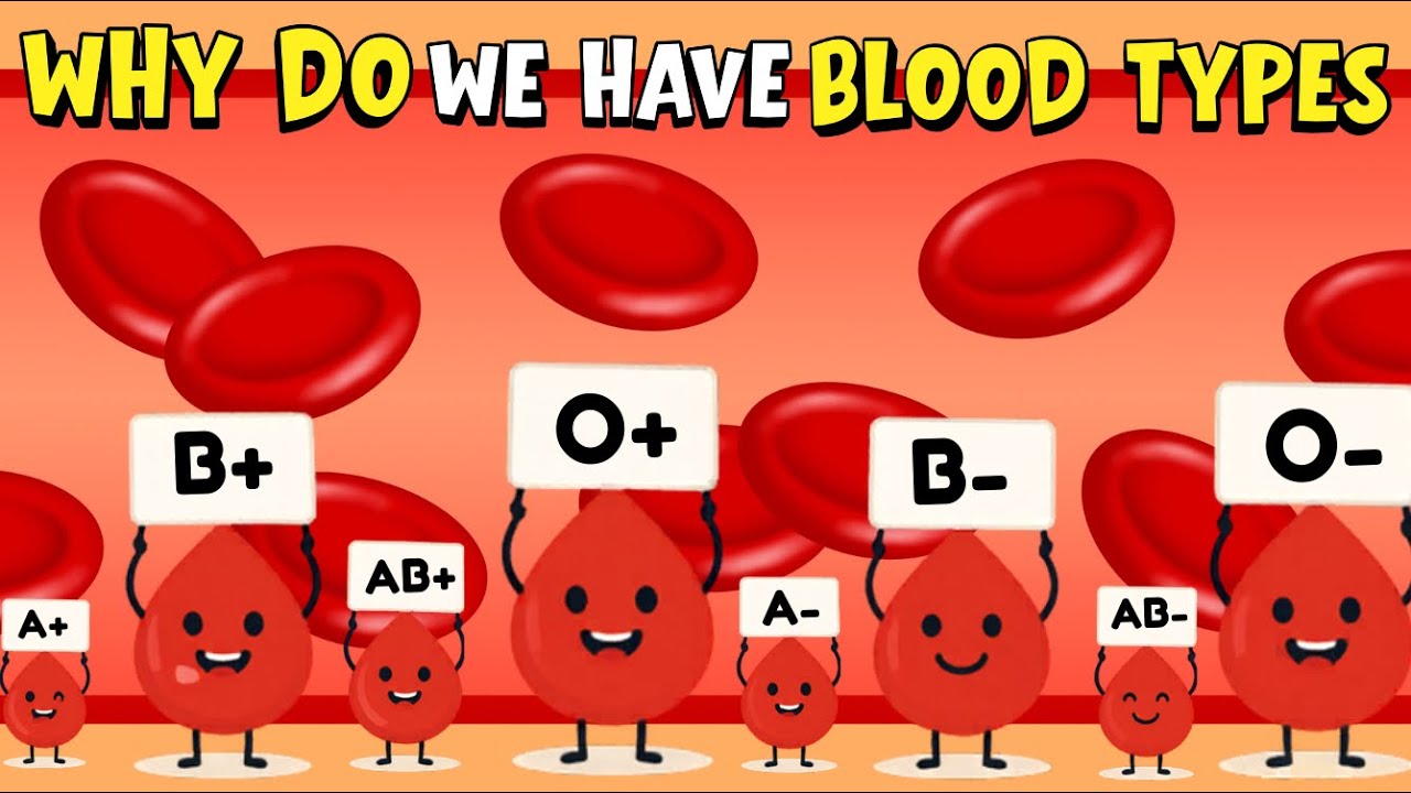 Types Fully Explained Why Do We Have Blood Types? 🩸 The Full Science Explained for Kids ...