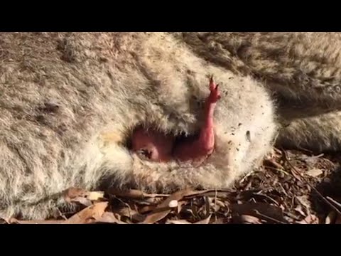 Joey Reaches Out Pouch For Dead Mum - Joey Reaches Out Pouch For Dead Mum