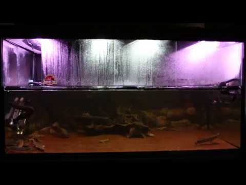 riparium planters diy 1400L Prehistoric Predator Aquarium (Fire Eel, Lungfish, Gar, Bichirs & Arowana)