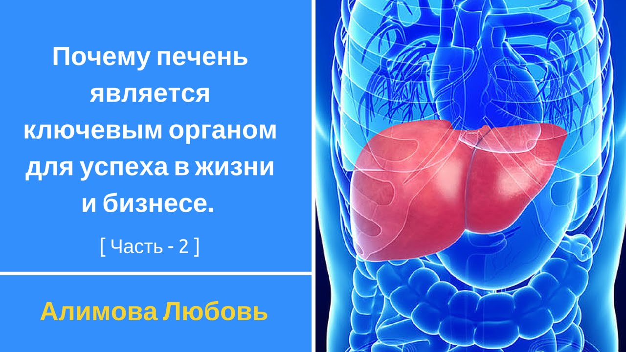 Почему печень жесткая. Почему печень самый горячий орган. Какой орган самый горячий.