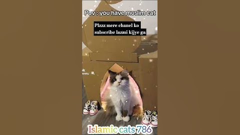 POV ،:You have Muslim CAT video #shorts #muslimcartoon #ramadan #cat #islam