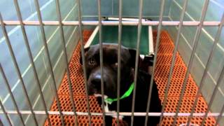 Dog Adoptions 11/19/2015 Overflow 1 by Pinellas County Animal Services 2,949 views 8 years ago 1 minute, 44 seconds