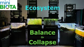 Ecosystem on the Edge Balance or Collapse