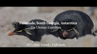 Falklands, South Georgia, Antarctica The Ultimate Expedition 02 New Island - Falklands