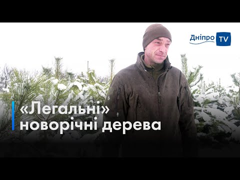 Новорічна ялинка: де на Дніпропетровщині вирощують «легальні» дерева?