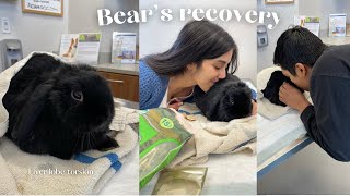 My bunny had emergency surgery| liver lobe torsion by Dumbo and Bear 773 views 1 year ago 11 minutes, 35 seconds