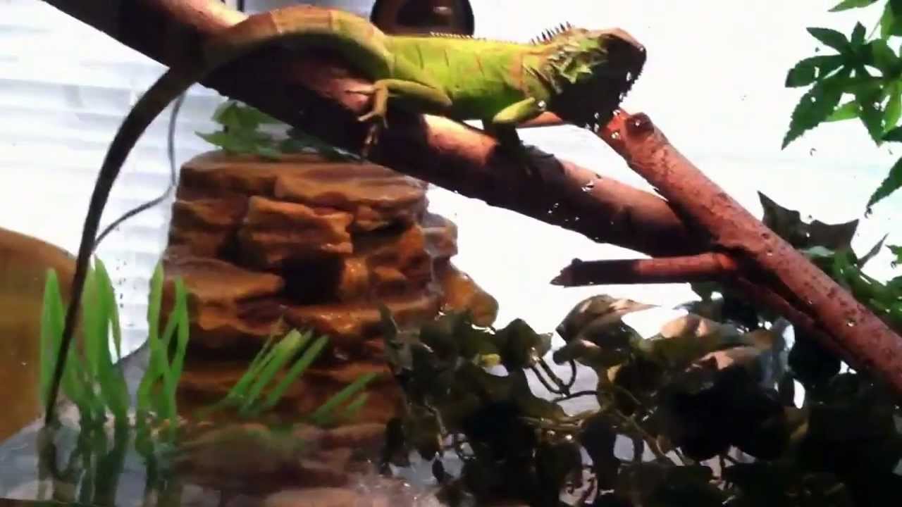 iguana vivarium