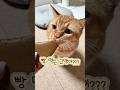 고양이가 먹는 빵이있다구요? #협찬 #고양이먹방 #고양이빵 #펫프레시