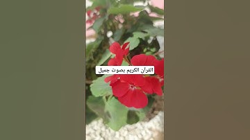 القرآن الكريم بصوت جميل #لايك #quran #ناصر_القطامي #خالد #تفاعل #خالد_الجليل #تلاوات