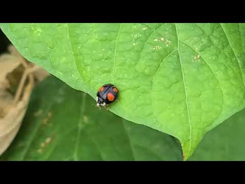 무당벌레의 질주