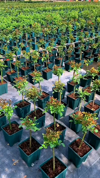 Mini Rose Tree Grafting Techniques Thornless Rose As Root #satisfying #farming
