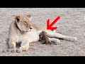 Львица заметила брошенного детеныша леопарда, и сделала то, во что с трудом поверили зоологи!