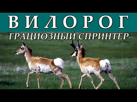 ВИЛОРОГ - Грациозный спринтер