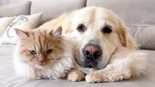 Golden Retriever Uses a Kitten as a Pillow by Funny Dog Bailey 210,374 views 4 months ago 1 minute, 3 seconds