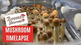 Mushroom, Mycelium, Petri Dish Time-Lapse Compilation