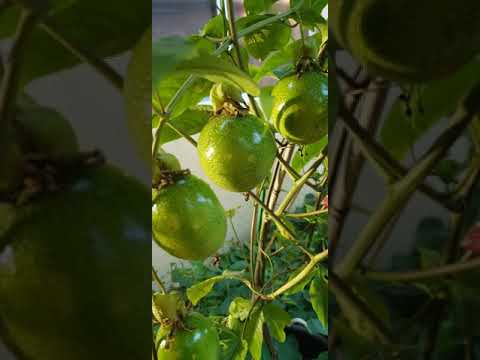100% Success in hand pollinating passion fruit