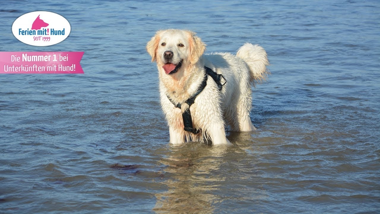 Urlaub Mit Hund Im Ferienhaus Mit Pool Ferien Mit Hund