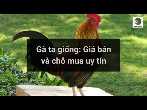 Giá bán gà ta giống và chỗ mua uy tín | Foci