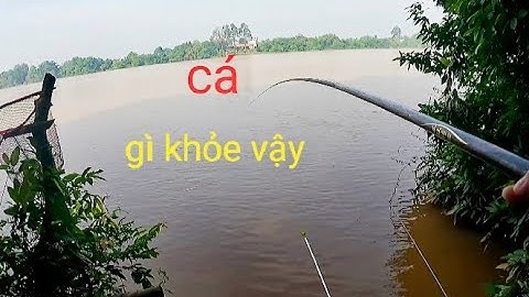 Riviervissen, het water is een beetje troebel, maar de vissen eten nog steeds //vissen op de Dong...