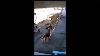 Dog climbs ladder by himself to owner on roof.