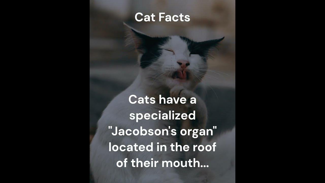 cats-have-a-specialized-jacobson-s-organ-facts-cats-fact