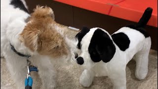 You won’t believe what my dog Skipper found shopping at Pet Smart! by Skipper the Clever Wire Fox Terrier 2,984 views 1 year ago 1 minute, 14 seconds