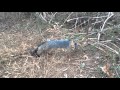 Gray Fox 2-12-2016 (Dispatch Included)