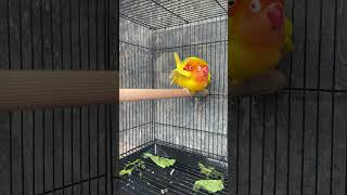 Cinta bersemi kembali auto wik wikk Proses perkawinan lovebird #breeding  #minifarm #farm #lovebird