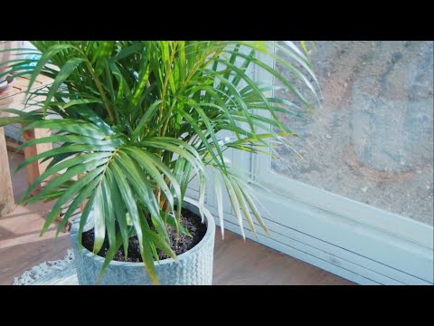 Video: Areca-Palmenpflanzen - Wie man Areca-Palmen-Zimmerpflanze anbaut