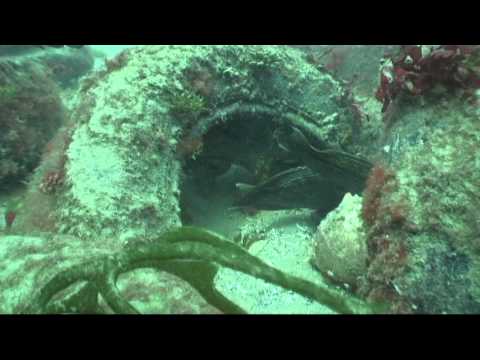 Martin County Artificial reef - Tire Reef by Mike ...