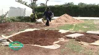 K24 Kilimo Biashara. Seedlings Germination Business.