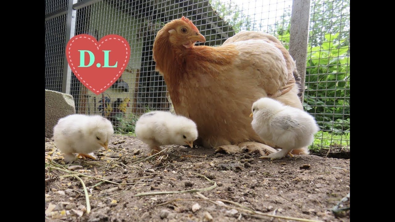 Die Küken schlüpfen. Teil2